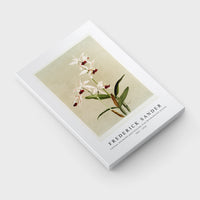 Frederick Sander - Cattleya intermedia punctatissima from Reichenbachia Orchids-1847-1920