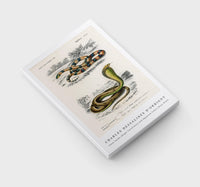 
              Charles Dessalines D'Orbigny - Coral Snake (Elaps Corallinus) and Egyptian Cobra (Naja Hoje)
            