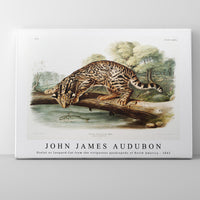 John James Audubon - Ocelot or Leopard-Cat (Felis pardalis) from the viviparous quadrupeds of North America (1845)
