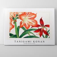 Tanigami Konan - Vintage amaryllis flower