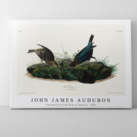 John James Audubon - Cow-pen Bird from Birds of America (1827)