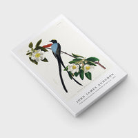 John James Audubon - Fork-tailed Flycatcher from Birds of America (1827)