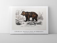 
              Charles Dessalines D'Orbigny - Brown Bear (Ursus Arctos)
            