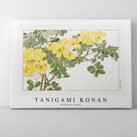 Tanigami Konan - Allamanda flower