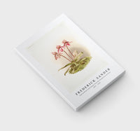 
              Frederick Sander - Cypripedium tautzianum from Reichenbachia Orchids-1847-1920
            