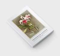 
              Frederick Sander - Cattleya (hybrida) arnoldiana from Reichenbachia Orchids-1847-1920
            