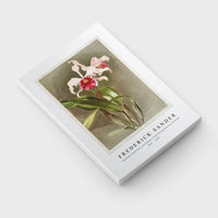 Frederick Sander - Cattleya (hybrida) arnoldiana from Reichenbachia Orchids-1847-1920