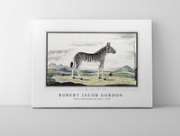 
              Robert Jacob Gordon - Equus zebra mountain zebra (1786)
            