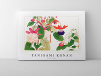 
              Tanigami Konan - Fuchsia flower
            