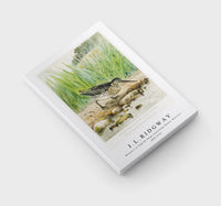 
              J L Ridgway - Wilson's or English Snipe (Gallinago Media, Wilsoni) 1859-1947
            