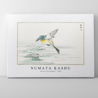 Numata Kashu - Eastern Grey Wagtail illustration from Pictorial Monograph of Birds (1885)