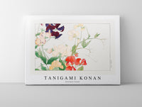 
              Tanigami Konan - Sweetpea flower
            