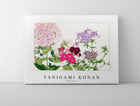 
              Tanigami Konan - Phlox flower
            