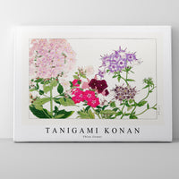 Tanigami Konan - Phlox flower