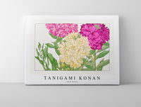 
              Tanigami Konan - Stock flower
            