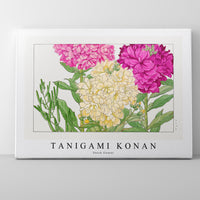 Tanigami Konan - Stock flower