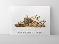 
              John Woodhouse Audubon - Four-striped Ground Squirrel (Tamias quadrivitatus) from the viviparous quadrupeds of North America (1845) illustrated by John Woodhouse Audubon (1812-1862)
            
