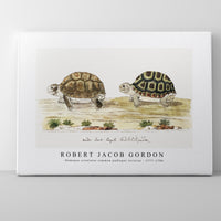 Robert Jacob Gordon - Homopus areolatus common padloper tortoise (1777–1786)