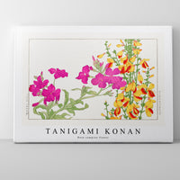 Tanigami Konan - Rose campion flower