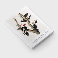 John James Audubon - Ivory-billed Woodpecker from Birds of America (1827)