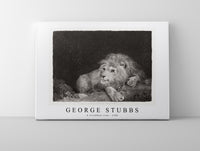 
              George Stubbs - A recumbent Lion 1788
            