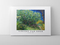 
              Vincent Van Gogh - Lilac Bush 1889
            