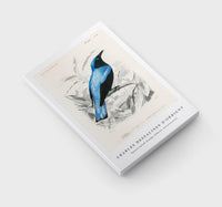 
              Charles Dessalines D'Orbigny - Square-tailed drongo (Edoius caerulescens)
            