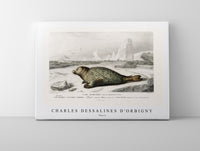 
              Charles Dessalines D'Orbigny - Phoca
            