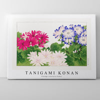 Tanigami Konan - Vintage cineraria flower