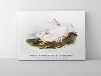 
              John Woodhouse Audubon - Northern Hare in winter (Lepus Americanus) from the viviparous quadrupeds of North America (1845)
            
