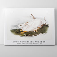 John Woodhouse Audubon - Northern Hare in winter (Lepus Americanus) from the viviparous quadrupeds of North America (1845)