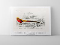 
              Charles Dessalines D'Orbigny - Male golden pheasant
            