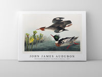 
              John James Audubon - Red-breasted Merganser from Birds of America (1827)
            