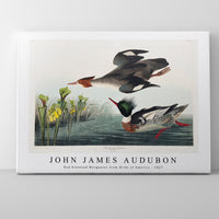 John James Audubon - Red-breasted Merganser from Birds of America (1827)