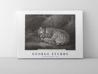 
              George Stubbs - A Sleeping Leopard 1791
            