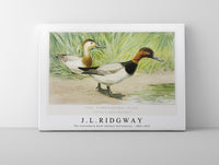
              J L Ridgway - The Canvasback Duck (Aythya Vallisneria) 1859-1947
            