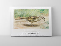
              J L Ridgway - Ring–Necked Pheasant, Female (Phasianus Torquatus)  1859-1947
            