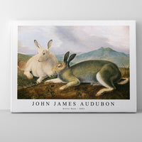 John James Audubon - Arctic Hare (ca. 1841)