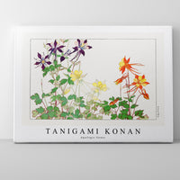 Tanigami Konan - Aquilegia flower