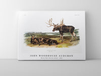 
              John Woodhouse Audubon - Moose Deer (Servus alces) from the viviparous quadrupeds of North America (1845)
            