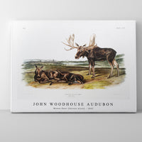 John Woodhouse Audubon - Moose Deer (Servus alces) from the viviparous quadrupeds of North America (1845)