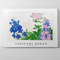 Tanigami Konan-Delphinium flower