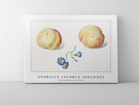 
              Georgius Jacobus Johannes - Twee perzikken en een bloem
            