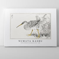 Numata Kashu - Eastern Whimbrel and Wisteria Vine illustration from Pictorial Monograph of Birds (1885)