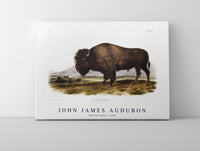 
              John James Audubon - American Bison (Bos Americanus) from the viviparous quadrupeds of North America (1845)
            