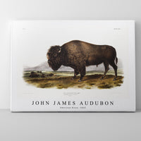 John James Audubon - American Bison (Bos Americanus) from the viviparous quadrupeds of North America (1845)