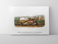 
              John Woodhouse Audubon - Hudson Bay Lemming (Myodes Hudsonius) from the viviparous quadrupeds of North America (1845)
            