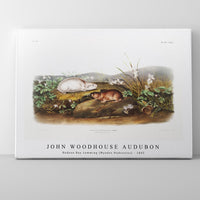 John Woodhouse Audubon - Hudson Bay Lemming (Myodes Hudsonius) from the viviparous quadrupeds of North America (1845)