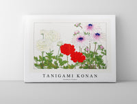 
              Tanigami Konan - Anemone flower
            