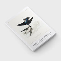 John James Audubon - White-bellied Swallow from Birds of America (1827)